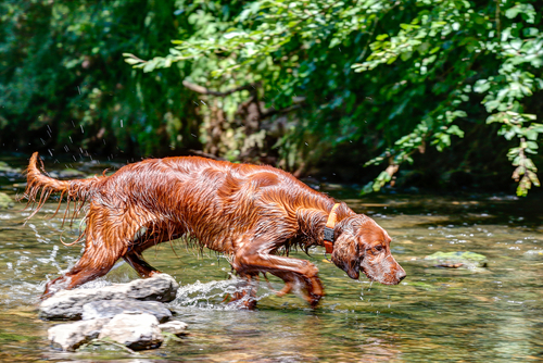 Brown Irish setter runs through a pond.