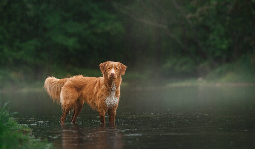 Nova scotia duck tolling retriever standing in a misty lake surrounded by trees.