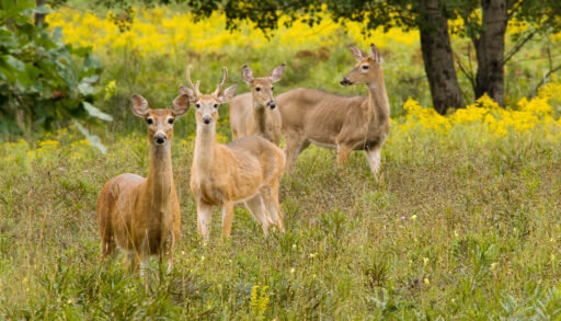 Group of whitetail deer standing in a green, grassy field.