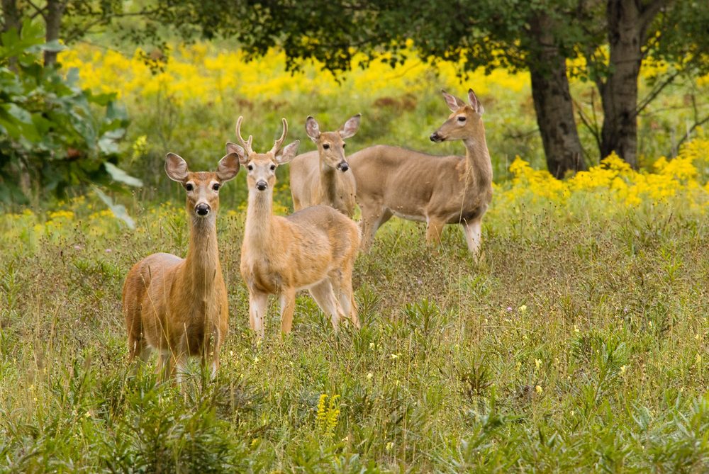 Group of whitetail deer standing in a green, grassy field.