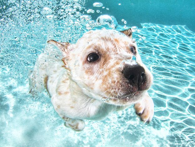 Underwater Puppies