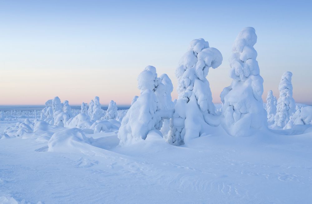 Snow-covered trees in Lapland