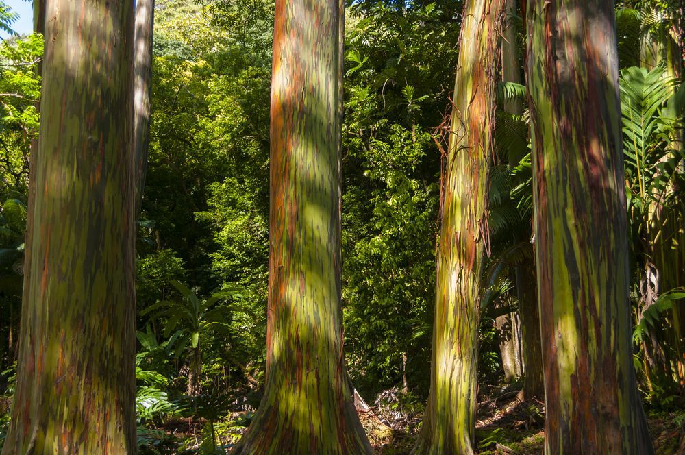 Rainbow eucalyptus