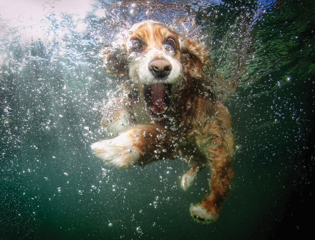 Underwater Puppies