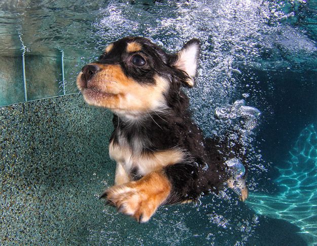 Underwater Puppies