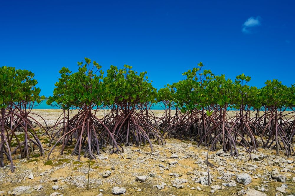 Red mangroves