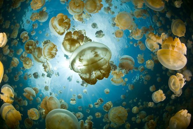 Jellyfish Lake, Palau