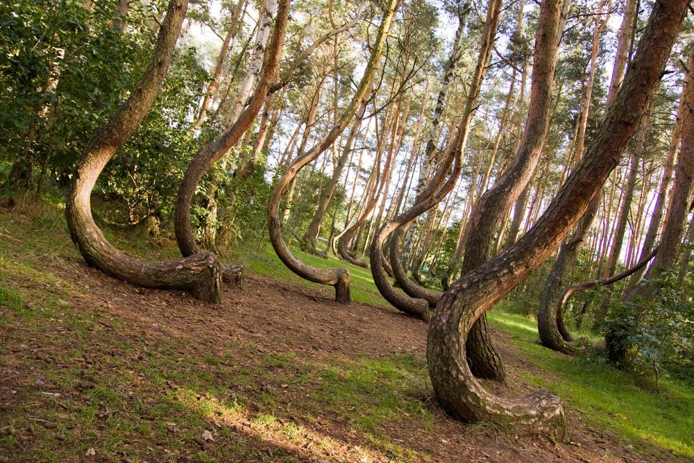 Poland's Crooked Forest