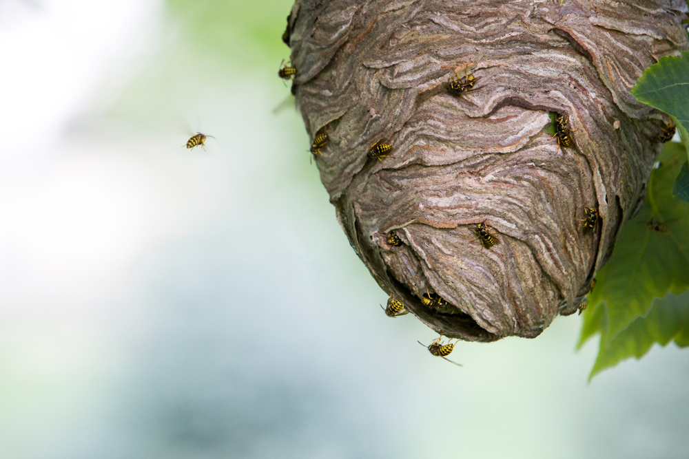 Close-up of a wasp's nest hanging from a tree with a few wasps flying near it.