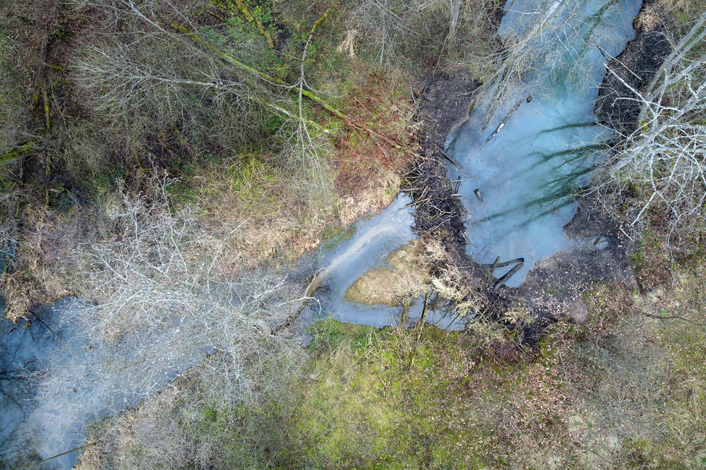 Aerial view of a massive beaver dam in a forest.