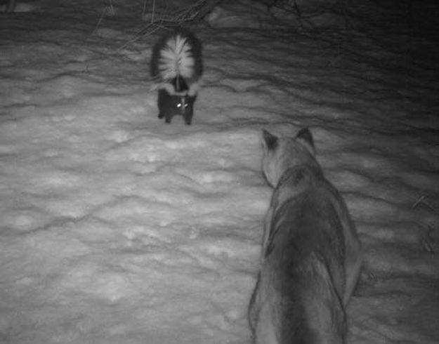 Candid Wildlife Photos from Parks Canada