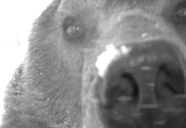 Candid Wildlife Photos from Parks Canada