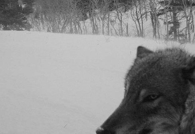 Candid Wildlife Photos from Parks Canada