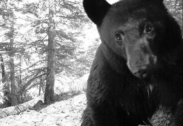 Candid Wildlife Photos from Parks Canada