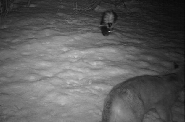 Candid Wildlife Photos from Parks Canada