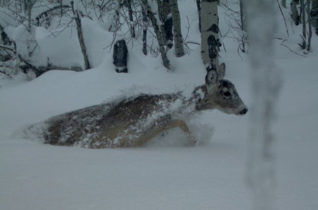 Candid Wildlife Photos from Parks Canada