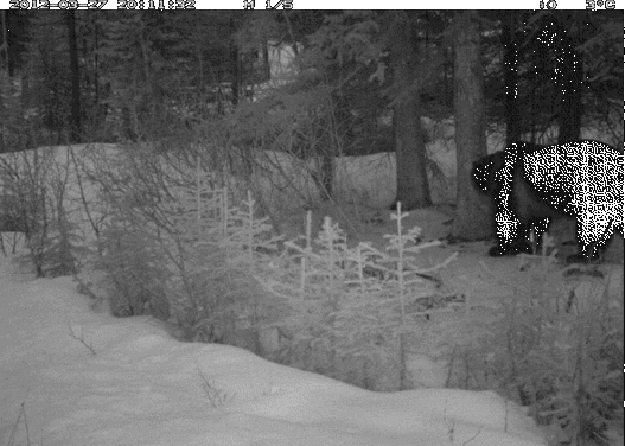 Candid Wildlife Photos from Parks Canada