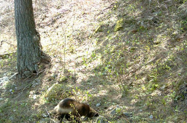 Candid Wildlife Photos from Parks Canada
