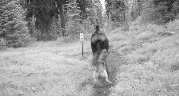 Candid Wildlife Photos from Parks Canada