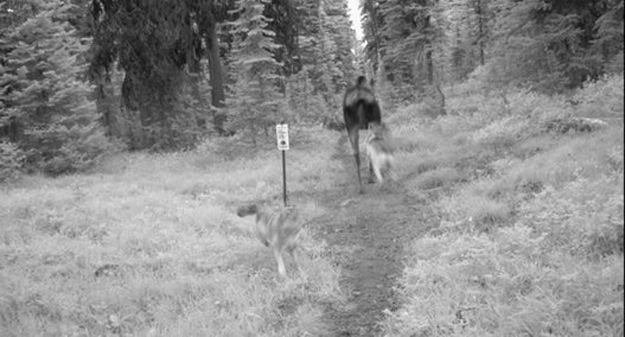 Candid Wildlife Photos from Parks Canada
