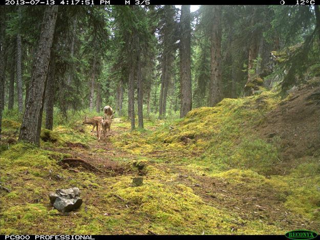 Candid Wildlife Photos from Parks Canada