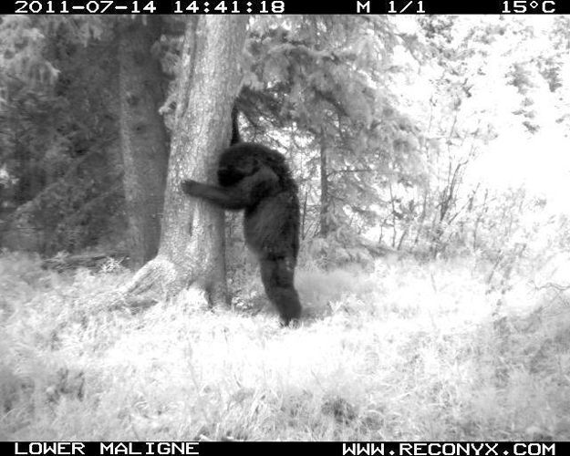 Candid Wildlife Photos from Parks Canada