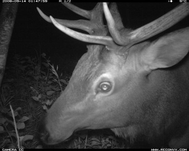 Candid Wildlife Photos from Parks Canada