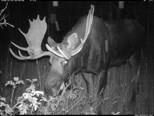 Candid Wildlife Photos from Parks Canada