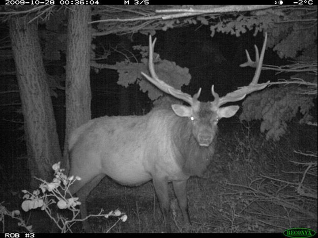 Candid Wildlife Photos from Parks Canada