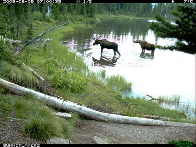 Candid Wildlife Photos from Parks Canada