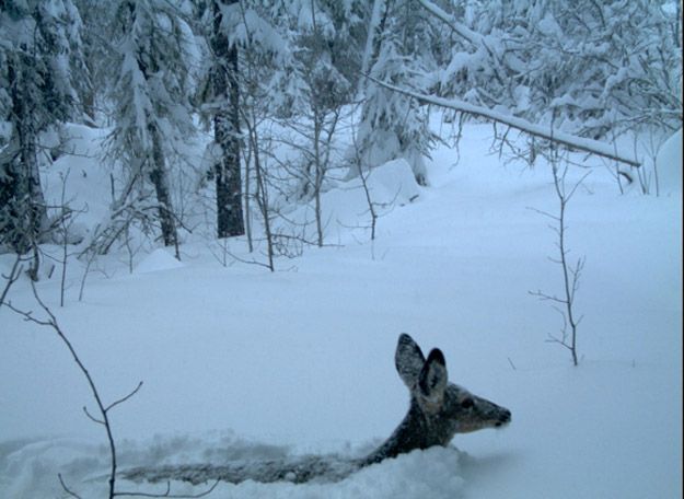 Candid Wildlife Photos from Parks Canada