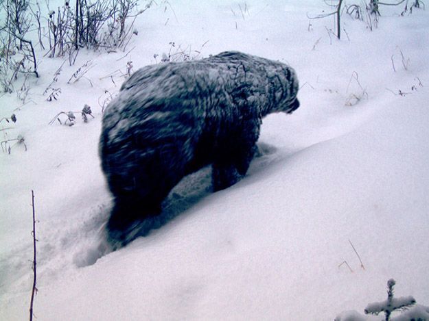 Candid Wildlife Photos from Parks Canada