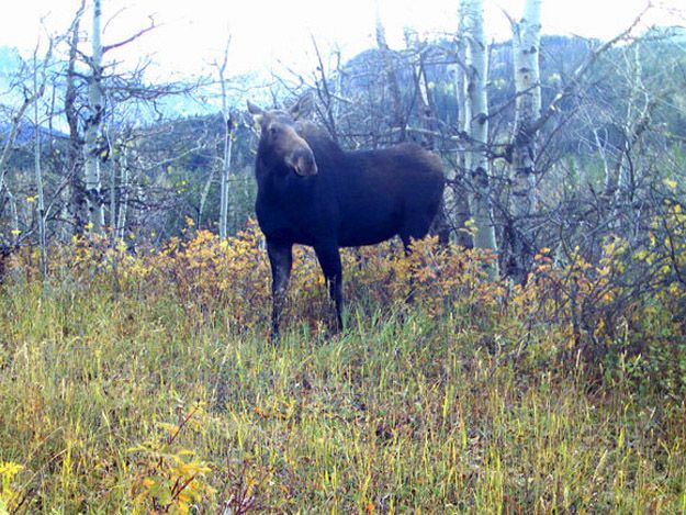 Candid Wildlife Photos from Parks Canada