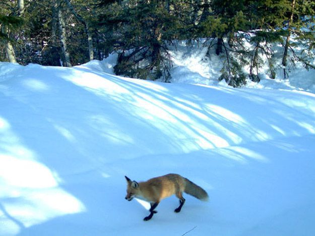 Candid Wildlife Photos from Parks Canada