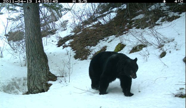 Candid Wildlife Photos from Parks Canada