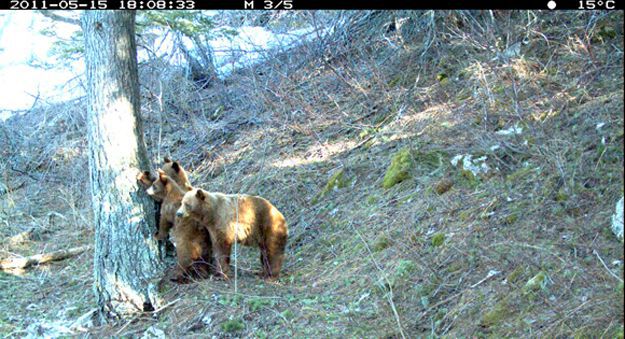 Candid Wildlife Photos from Parks Canada