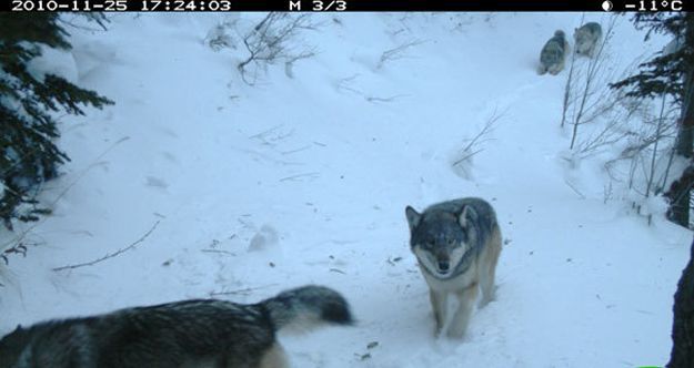 Candid Wildlife Photos from Parks Canada
