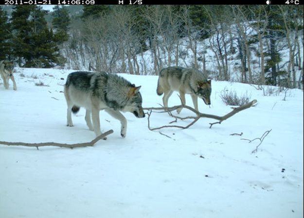 Candid Wildlife Photos from Parks Canada