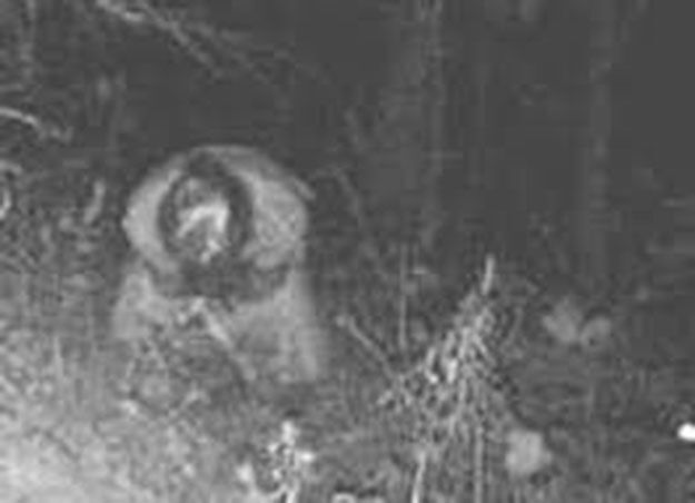 9 Spooky Trail Cam Photographs