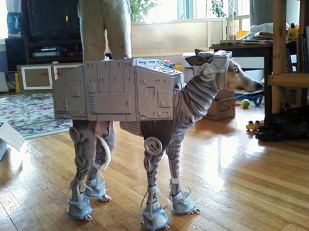 16 Adorable pet costumes