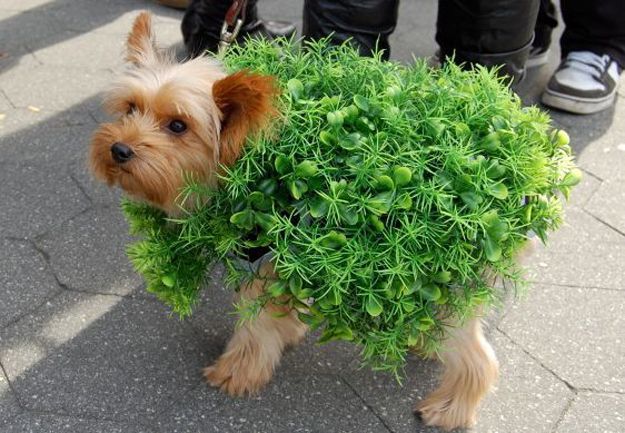 16 Adorable pet costumes