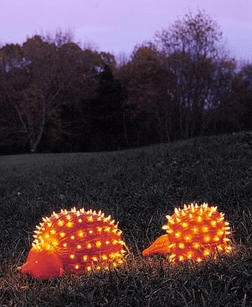 Pumpkin porcupines