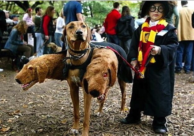 16 Adorable pet costumes