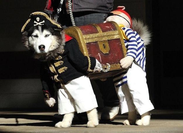 16 Adorable pet costumes