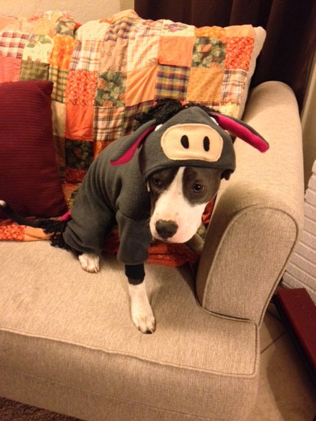 16 Adorable pet costumes