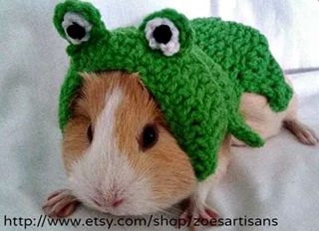 16 Adorable pet costumes