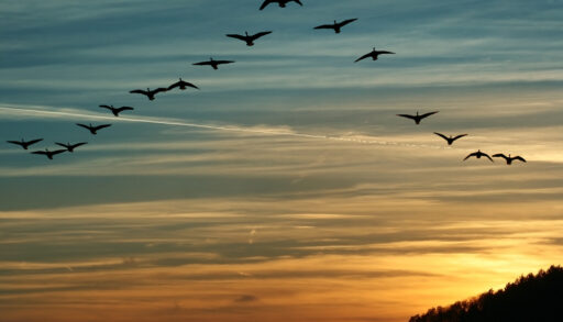 Silhouette of migrating geese travelling in a V formation at sunset.