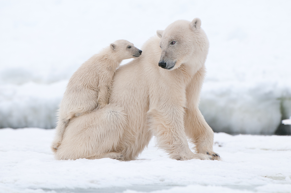 Close-up of a polar bear with her cub sitting on her back.