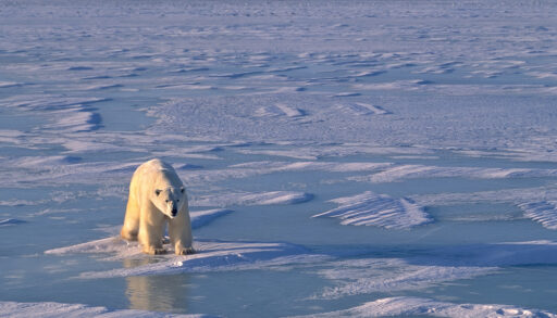 Polar bear walking on ice in Hudson's Bay, Canada.