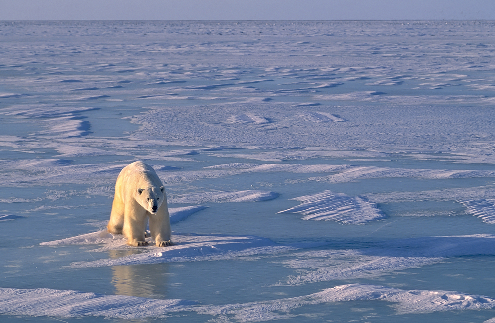 Polar bear walking on ice in Hudson's Bay, Canada.